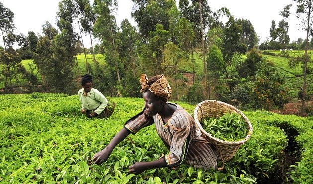  African Farmers will be Getting $1M Fertilizer Grant to Boost Crop Production