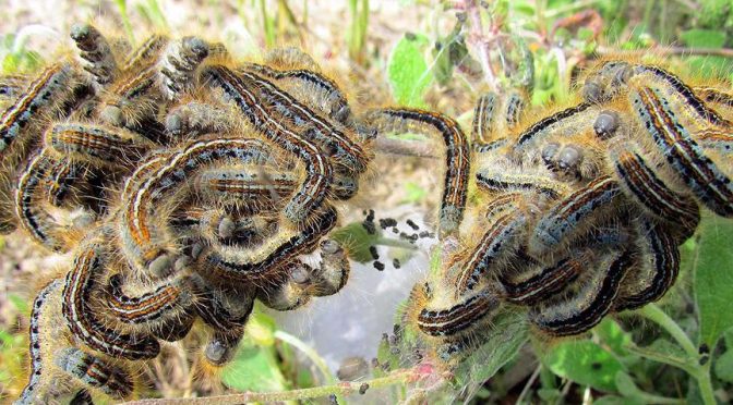  Fall Armyworm Tech Prize: Can You Kill a Parasite, Using Tech for $400,000?