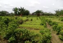  Peatuce is on a Mission to Improve Local Food Trade Within and Across Africa