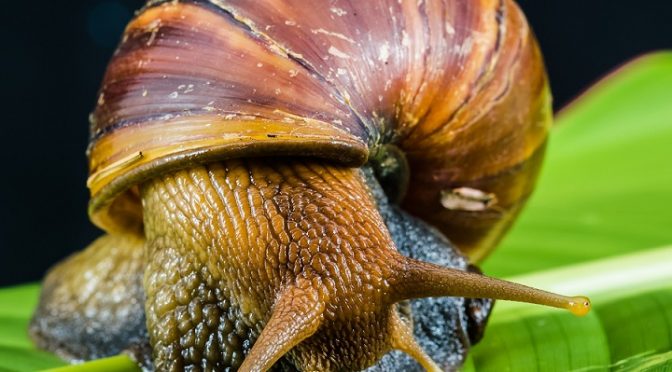  Quick Guide to Starting a Lucrative Snail Farming Business in Nigeria
