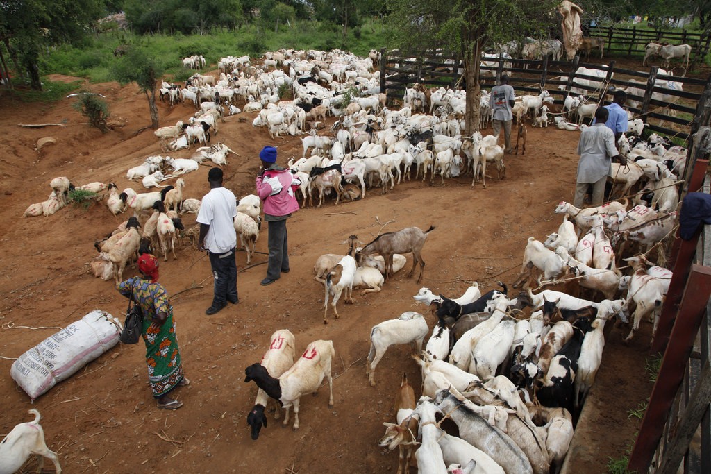 Livestock farming - Smepeaks