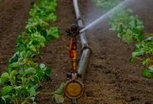  AI Innovator? Apply for Viva Tech Challenge for Agro-Startups