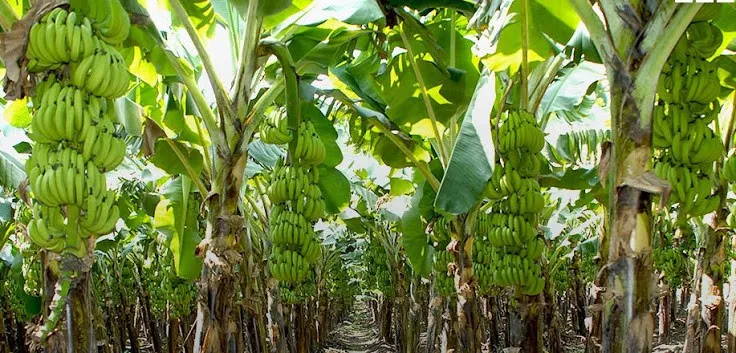 Plantain plantation - Smepeaks.com - Port Harcourt Bole Festival