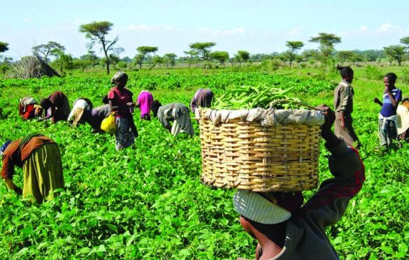  FG plans to support farmers with interest-free loans and agricultural input 