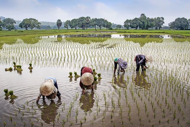 African agripreneur working on a farm representing farming startups eligible for the GoGettaz Agripreneur Prize 2025.