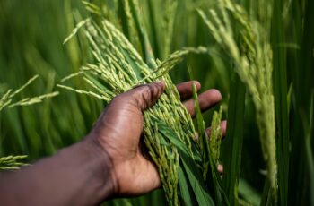 A rice farming picture to depict the World Food Forum 2025