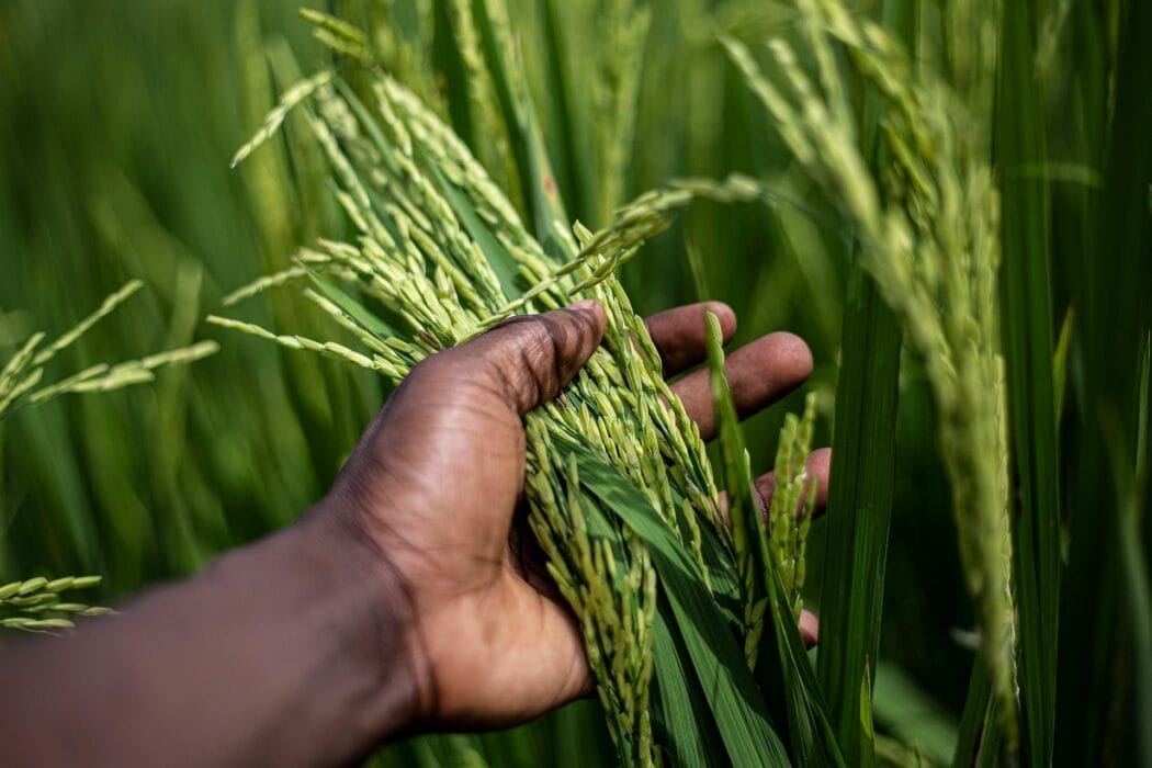 Lush green rice paddy with mature rice grains ready for harvest, symbolising agriculture and food production. Focus on a hand holding rice stalks amidst a vibrant, healthy rice field.